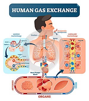 Human gas exchange system vector illustration. Oxygen travel from lungs to heart, to all body cells and back to lungs as CO2.