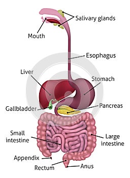 Human Gastrointestinal Digestive System and Labels photo