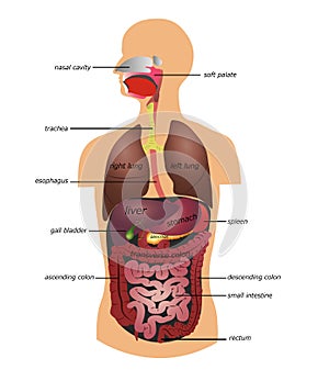 Human gastrointestinal tract photo