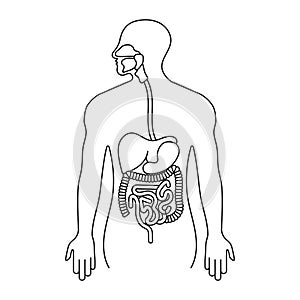 Human gastrointestinal tract or digestive system line art icon for apps and websites