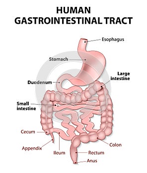 Human gastrointestinal tract