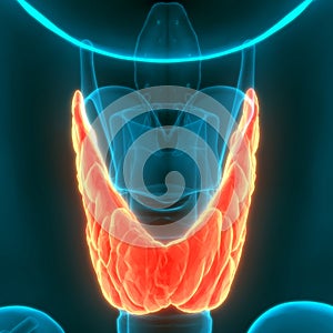 Human Glands Lobes of Thyroid Gland Anatomy