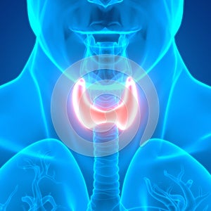 Human Glands Thyroid Gland Anatomy