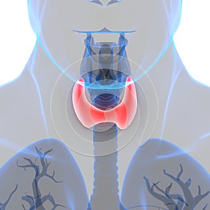 Human Glands Thyroid Gland Anatomy