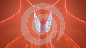 Human Glands Thyroid Gland Anatomy