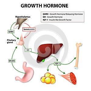 Human Growth Hormone