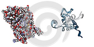 Human growth hormone (HGH)