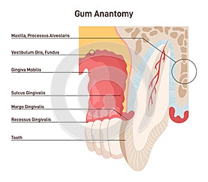 Human gum or gingiva structure. Connective tissue covered with mucous
