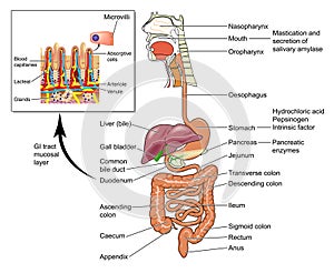 The human gut