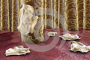 Human hair with dandruff, close-up view