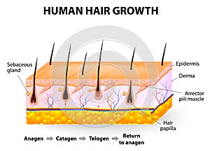 Human hair growth