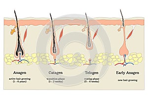 Human hair growth cycle