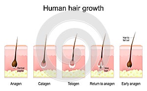Human hair growth. life cycle of hair follicle. phases anagen, catagen, telogen