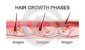 Human hair growth phases educational poster