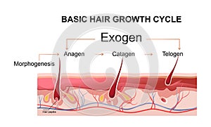 human hair growth phases educational poster