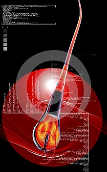 Human hair structure