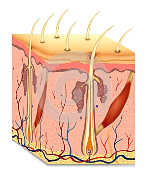 Human hair structure anatomy illustration. Vector photo