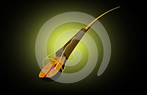 Human hair structure