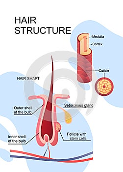 human hair structure educational poster