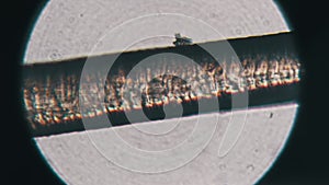 Human Hair Under a Microscope