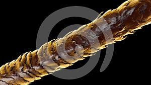 Human hair under microscope, illustration