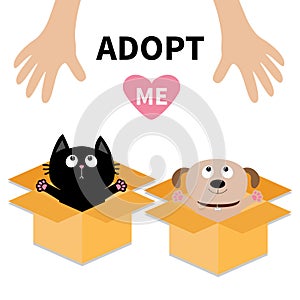 Human hand. Adopt me. Dog Cat inside opened cardboard package box. Ready for a hug. Puppy pooch kitten cat looking up to pink hear