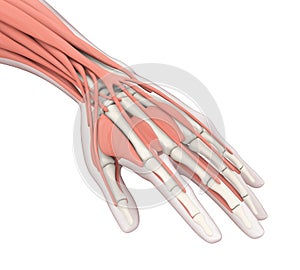 Human Hand Anatomy Illustration