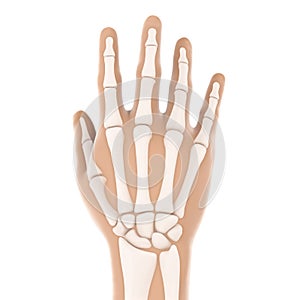 Human Hand Anatomy Illustration