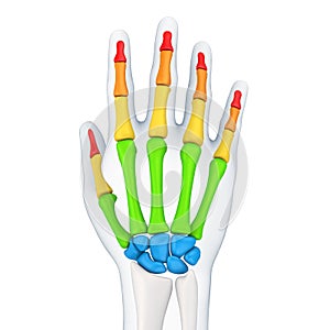 Human Hand Anatomy Illustration