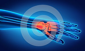 Human Hand Anatomy Illustration