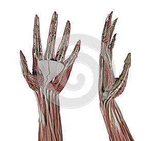 Human hand anatomy skinless
