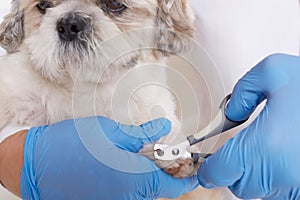 Human hand in blue gloves cutting dog toenails, vet uses special tools, pekingese in veterinary clinic having cleansing procedures