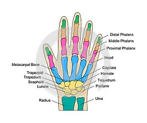 Human hand bones anatomy with descriptions. Colored hand parts structure. Lunate, triquetrum, pisiform, capitate, hamate