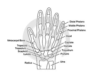 Human hand bones anatomy with descriptions. Hand parts structure. Human internal organ illustration.