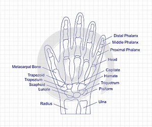 Human hand bones anatomy drawing with a pen on notebook. Hand parts structure diagram with bones description. Human