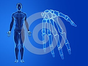 The human hand bones