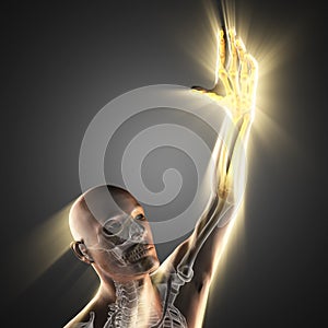 Human hand bones radiography