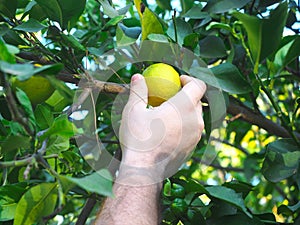 Human hand breaks a lemon from tree branch, close up