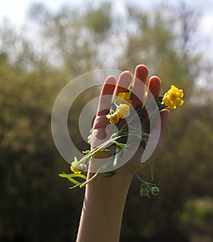 Human hand with buttercups for symbol of protection of biodiversity