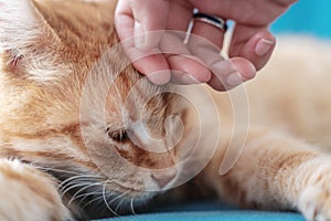 Human hand care and stroking fluffy cat close up. owner hands patting cat