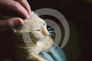 Human hand caressing a kitten