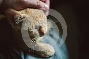 Human hand caressing a kitten