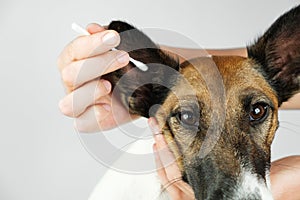 Human hand cleans a dogâ€™s ear with a cotton ear stick, close up view.