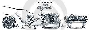 Human hand cuts microgreen sprouts. Sketch vector hand drawn illustration. Natural organic food growing concept photo