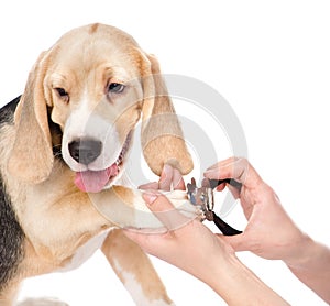 Human hand cutting dog toenails. isolated on white background