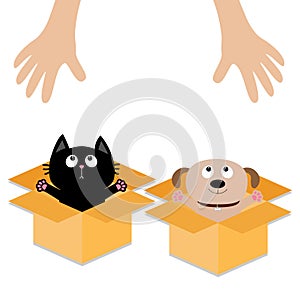 Human hand. Dog Cat inside opened cardboard package box. Ready for a hug. Puppy pooch kitten cat looking up to pink heart. Pet ado