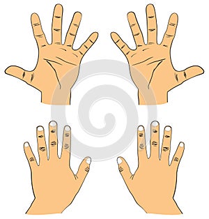 Human hand drawing right and left palmar and dorsal surface view
