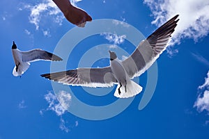 Human hand feed a seagull bird flying in the blue sky
