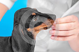 Human hand feeding cute little black and tan dachshund puppy. Adorable new pet at home concept. Bright blue background