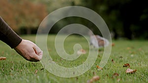 Human hand feeding hungry little squirrel with peanut in London park.